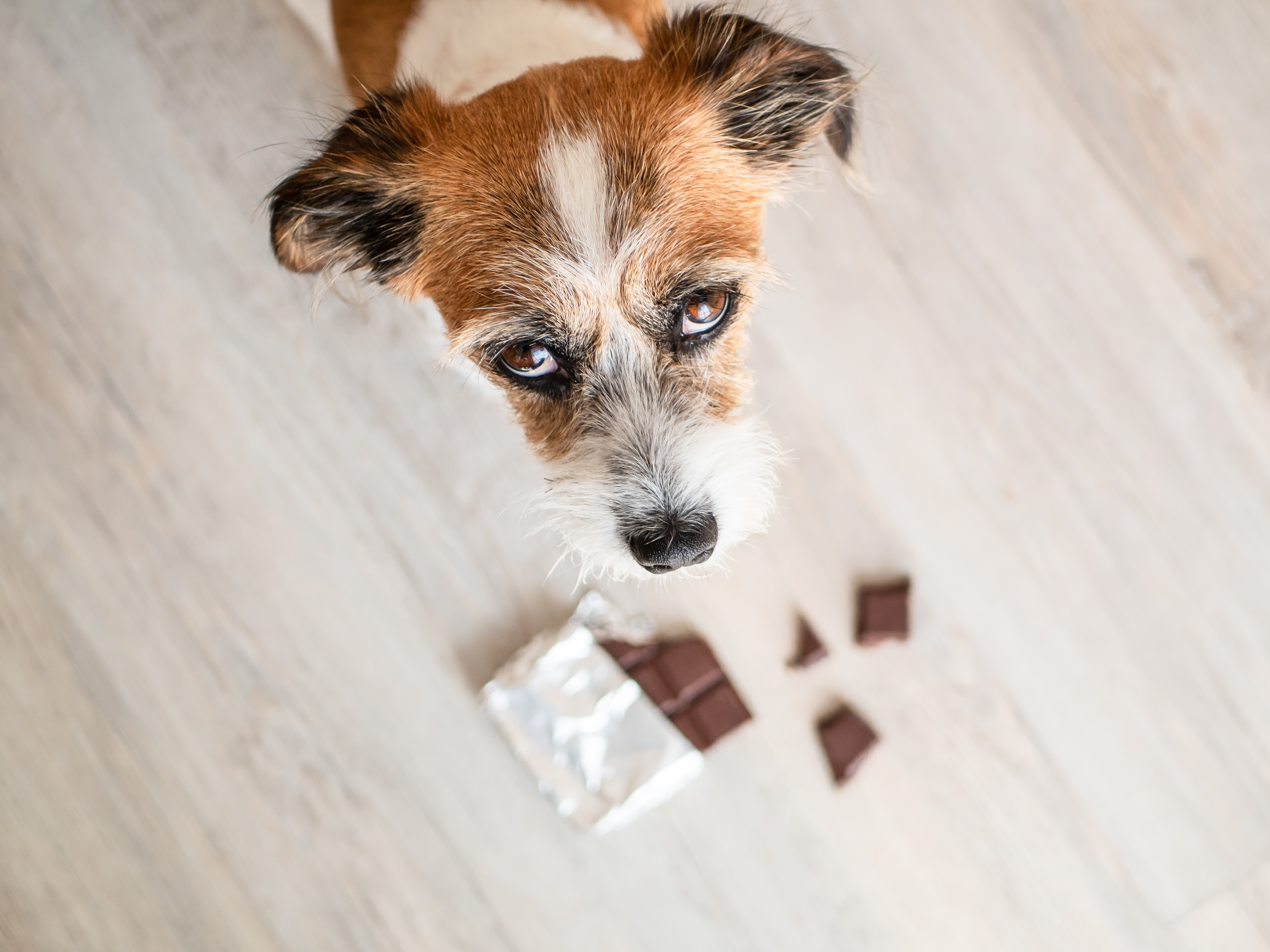 Common Household Emergencies & What to Do Before You Call the Vet